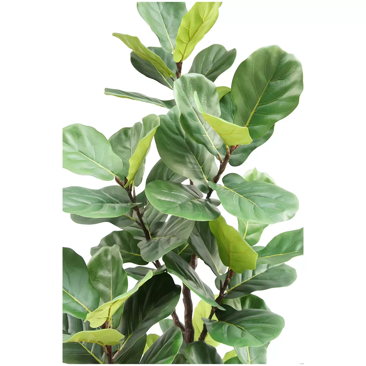 CG Hunter Faux Slim Fig Tree 2M